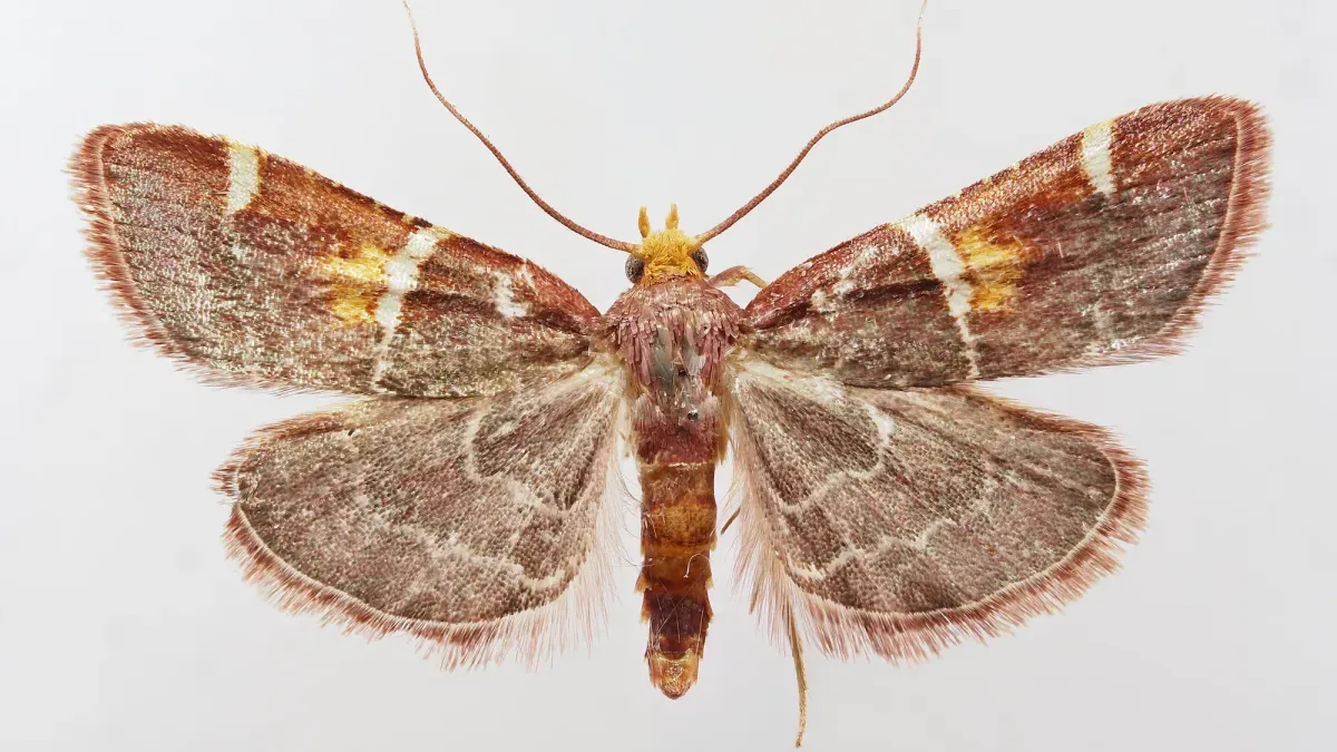 A New Moth Species Just Dropped. Its Name? Pope Leo.