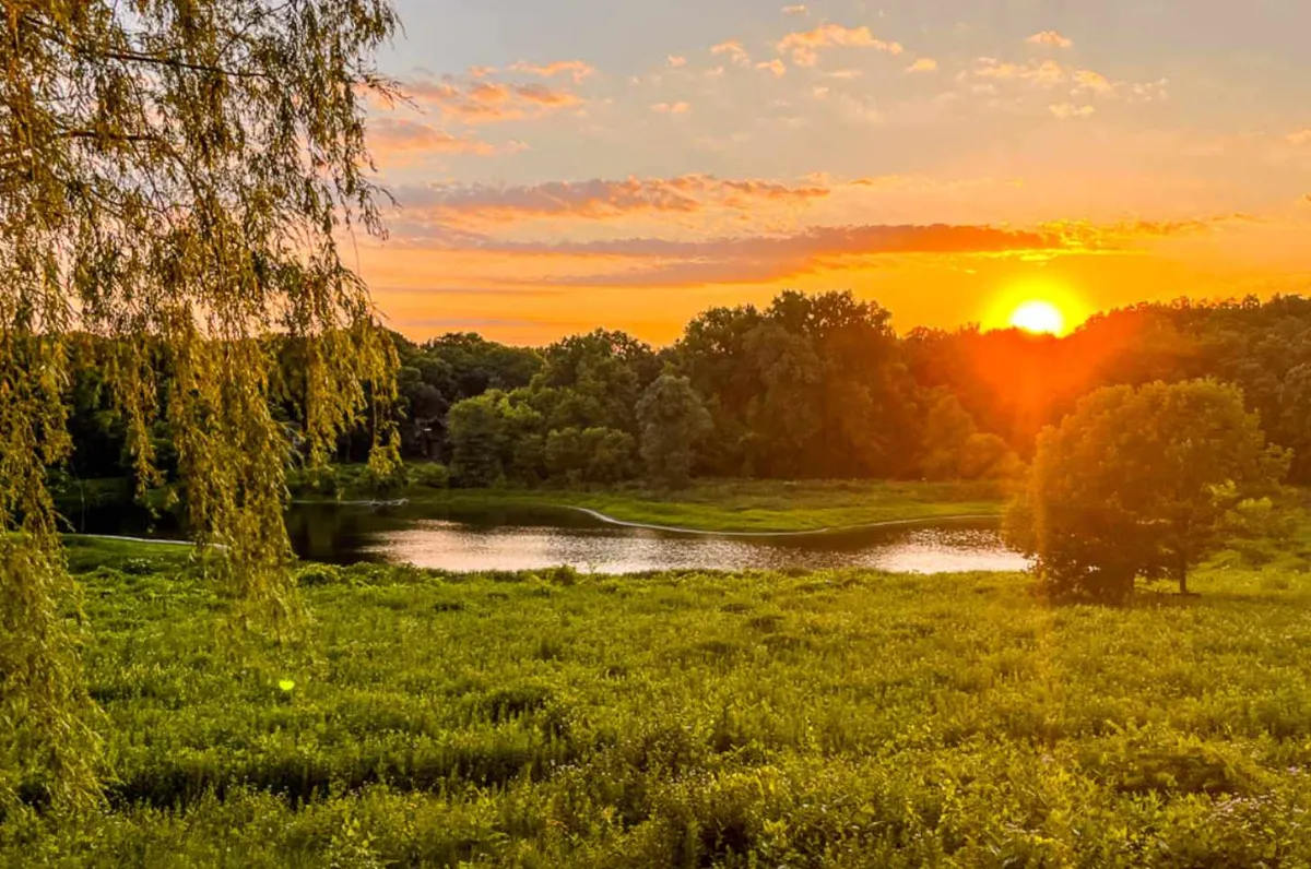 A beautiful sunset scene in a grassy sanctuary