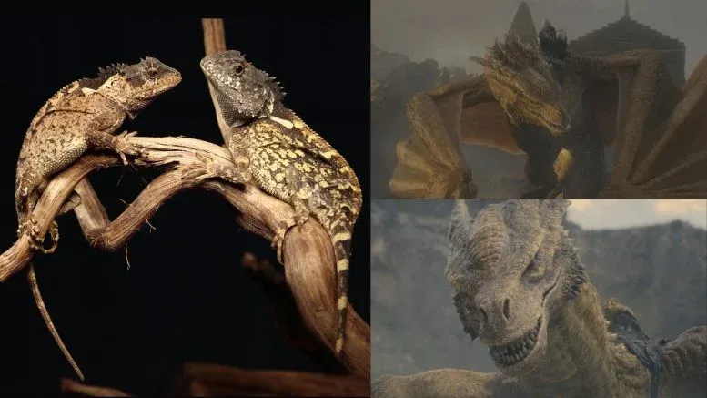 Tiny New “Dragon” Discovered High in Thailand’s Mountain Forests