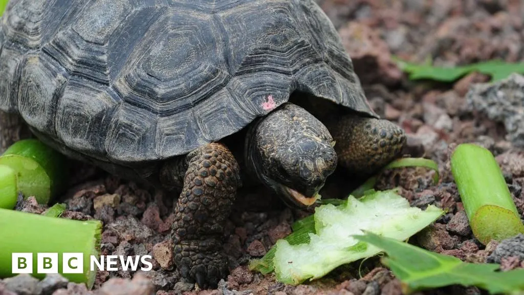 Giant tortoises return to Galápagos island after 180 years