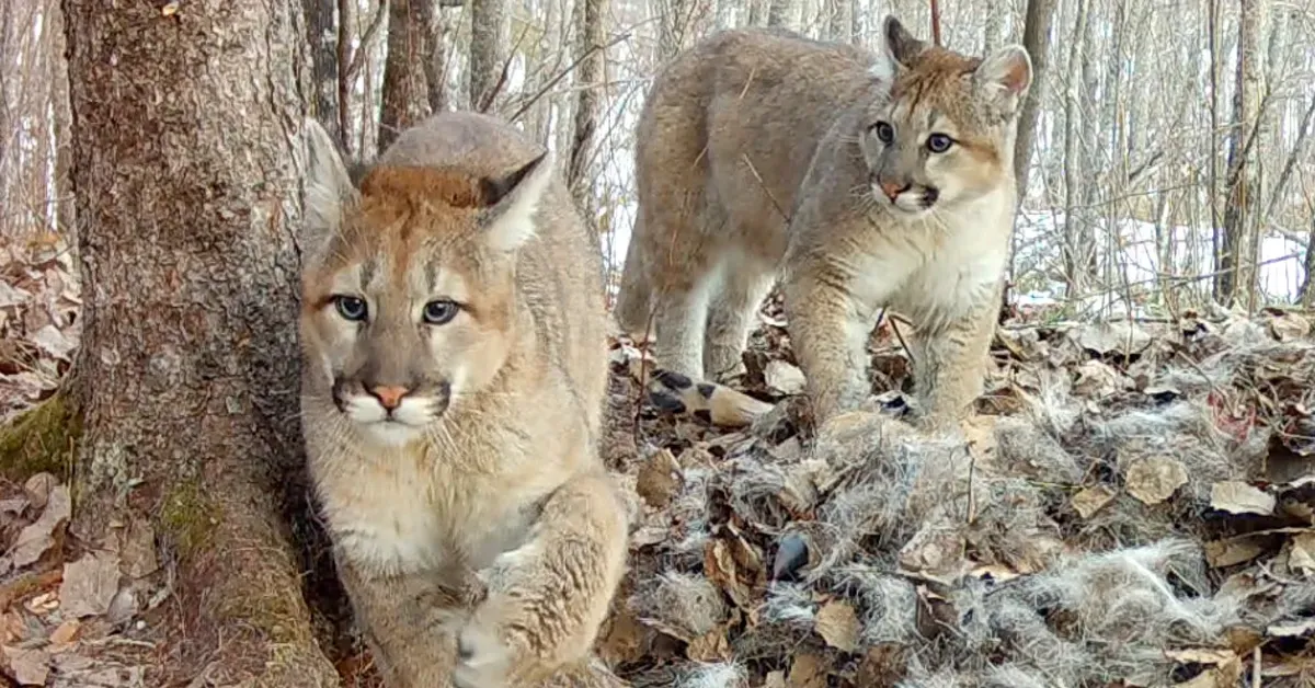 First Cougar Kittens in 100+ Years Just Showed Up on a Trail Cam