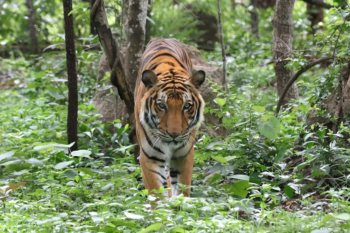 Sports teams with 1 billion fans could save their mascots