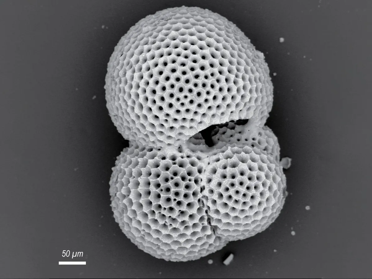 Ancient Plankton Reveal a Surprise About Future Ocean Oxygen