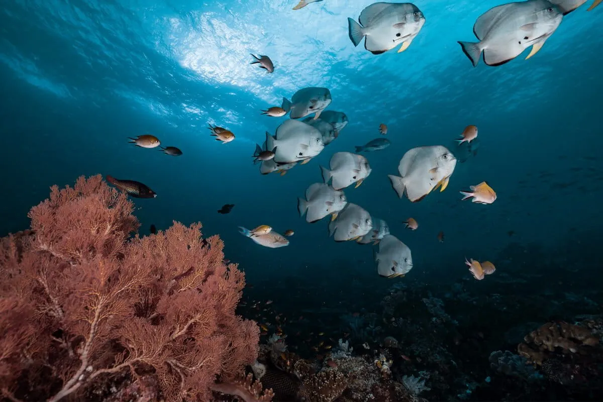 New index measures fairness in ocean projects worldwide