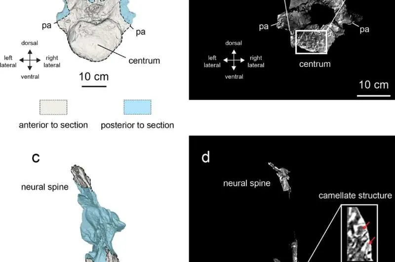 CT scan of the anterior dorsal vertebra of Uragasaurus kalasinensis (holotype PRC 460).