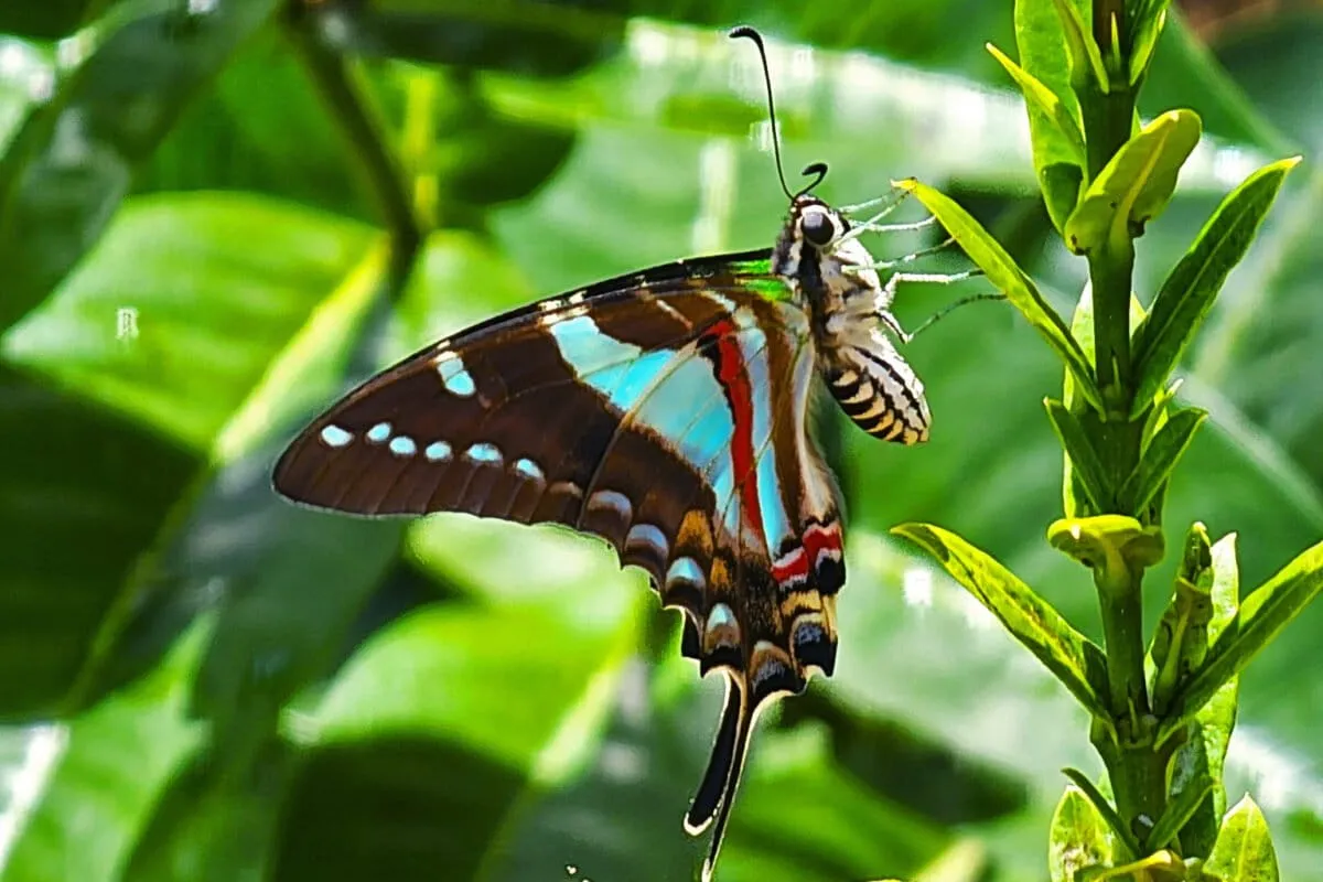 US proposes endangered species protections for an imperiled Jamaican butterfly