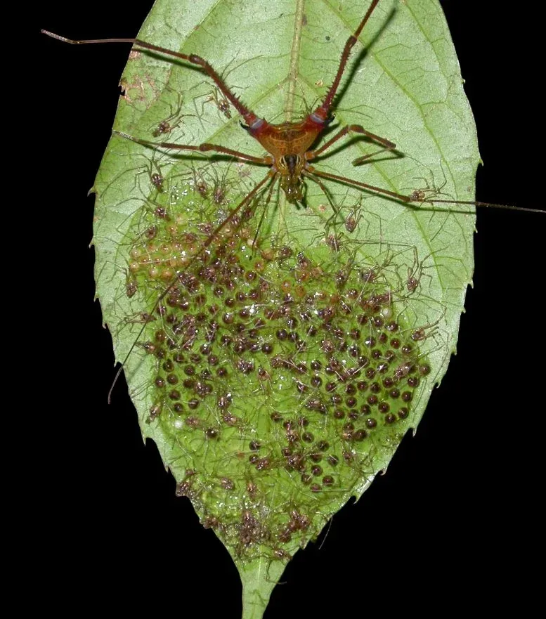 Deltilagus spider guarding eggs