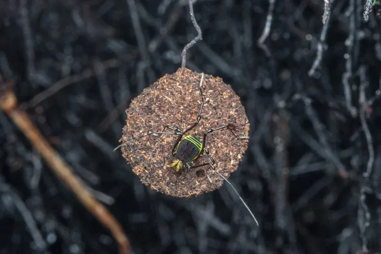 Quindina spider guarding a nest