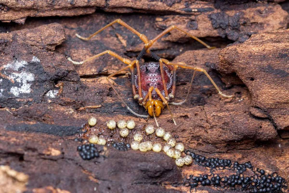 The Spider-Like Creatures Helping Scientists Decode the Origins of Fatherhood
