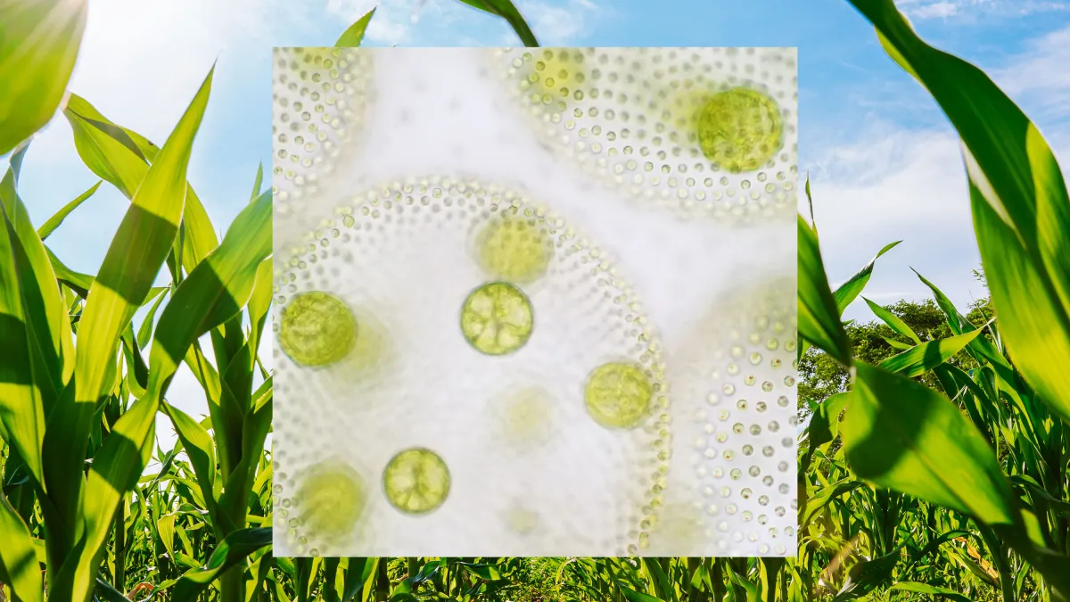 Article illustration