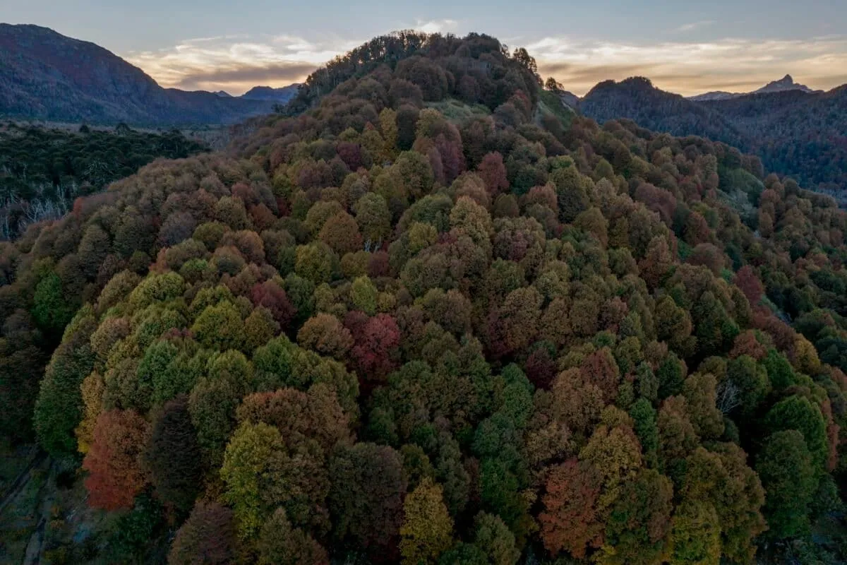 Chile's Ancient 'Grandpa' Tree Hides a Bustling Underground City