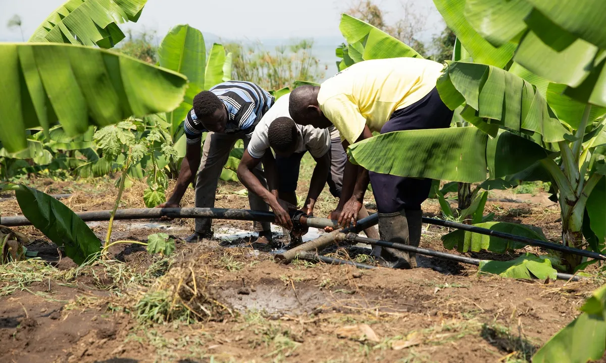 Africa's Youth Problem? It Might Just Be Its Dinner Plan.