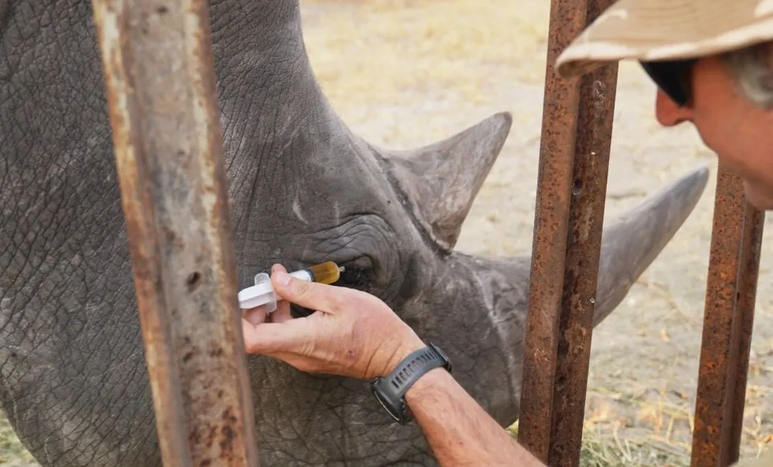 Florida zoo team teaches wild rhino to accept eye drops, saves its sight