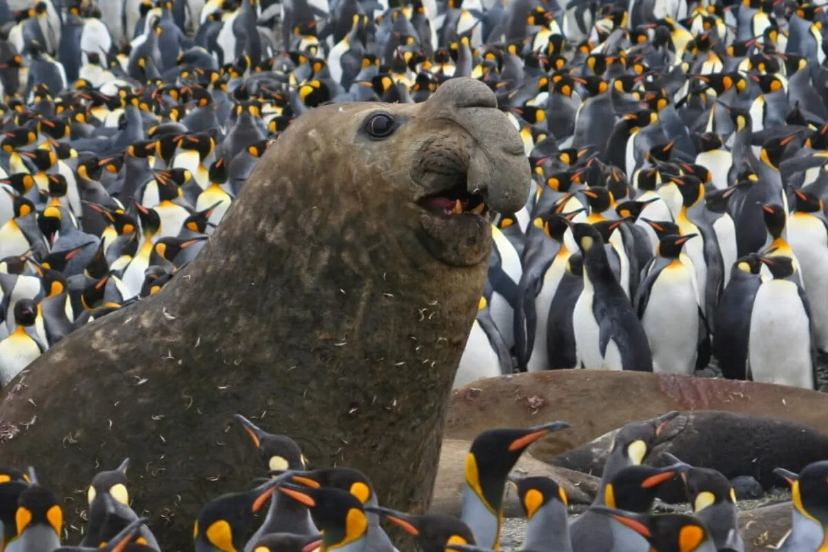 Southern elephant seals thrive off South Africa after four decades of protection