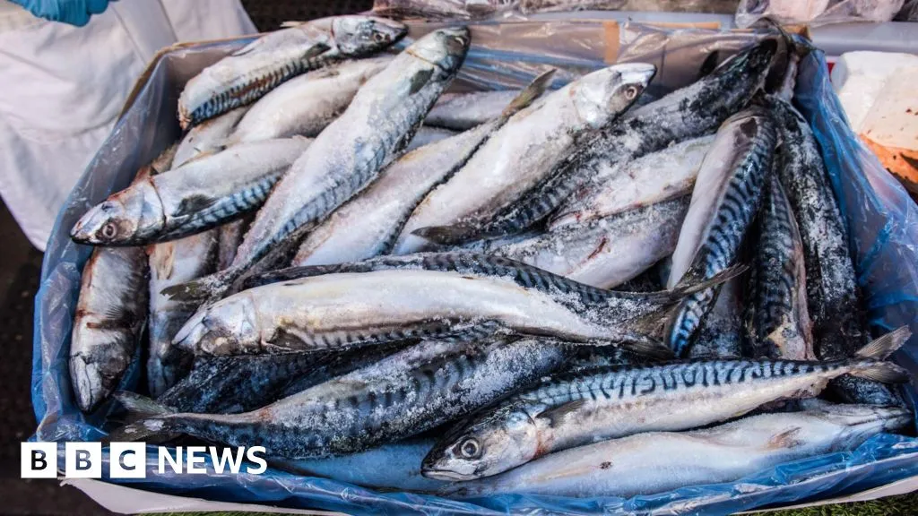 Waitrose stops selling mackerel to protect depleted Atlantic stocks