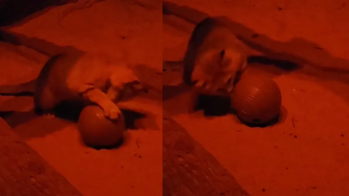 Even wild desert cats love catnip