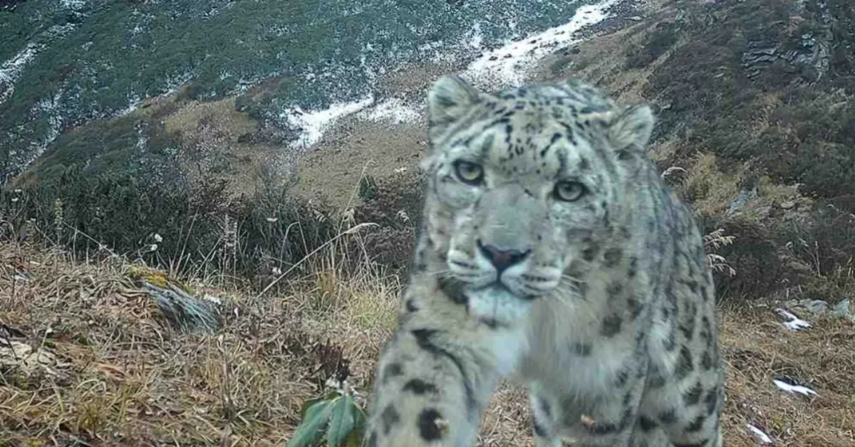 Over 600 Photos of the "Ghost of the Mountains" Just Dropped