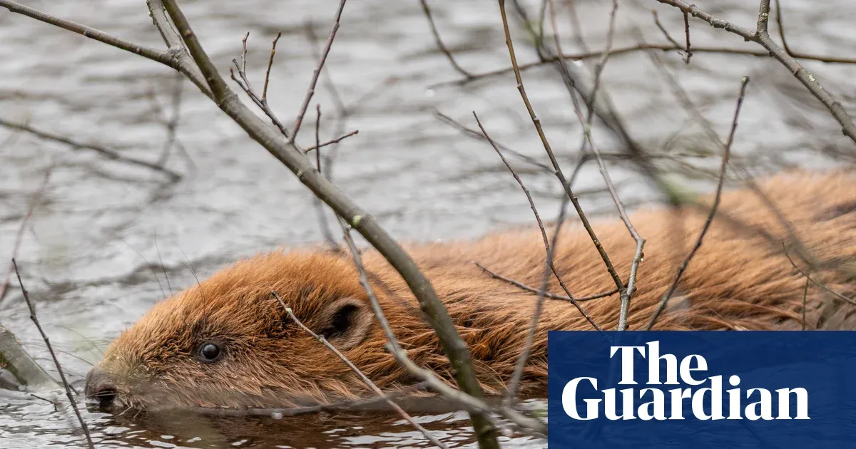 A Reform UK Council Just Backed Beavers. The Party Leader Is Not Amused.