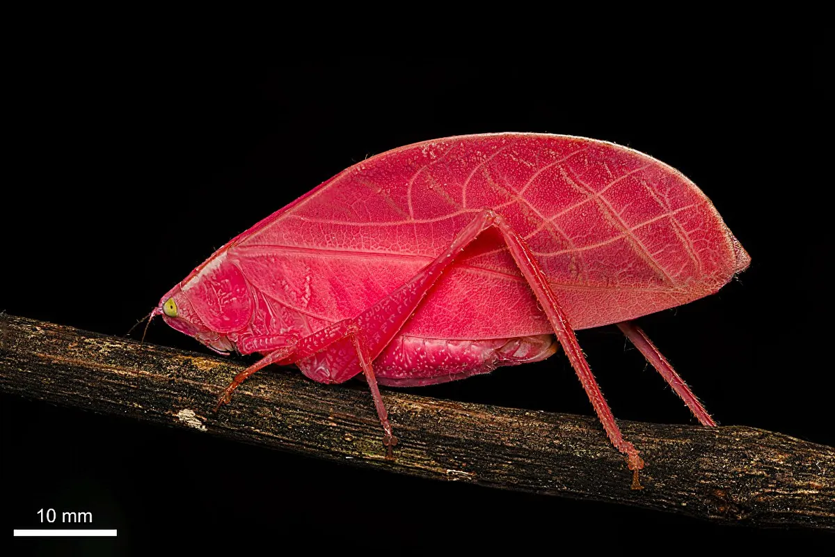 Pink rainforest insect shifts to green, mimicking leaf life cycles