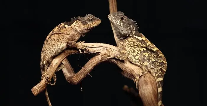 This tiny Thai lizard shares its name with a ‘House of the Dragon’ beast