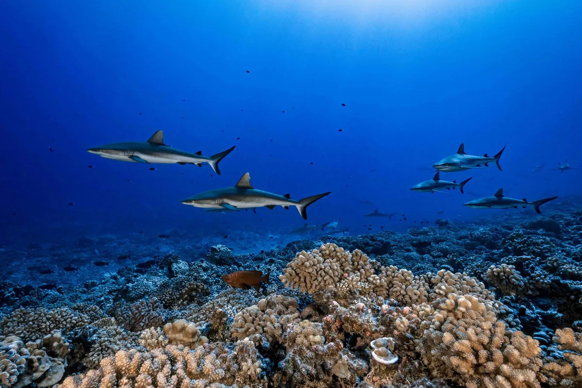 French Polynesia expands ocean protections to 30% of its waters