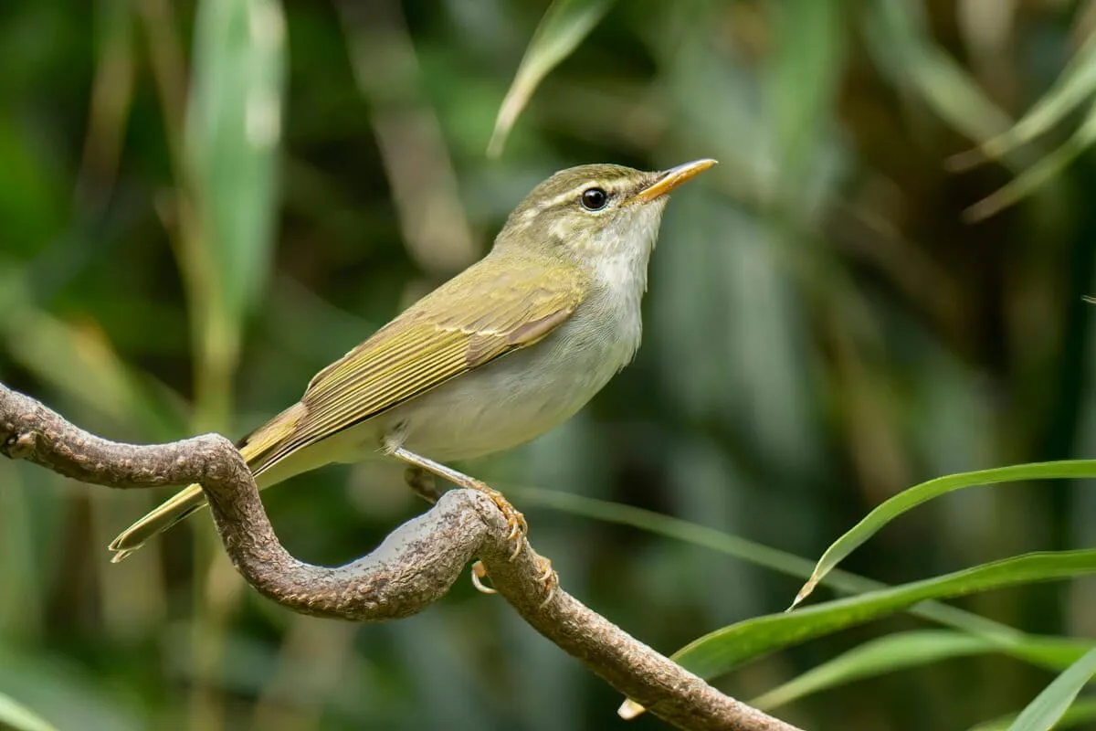 A new bird species has been discovered in Japan after 45 years