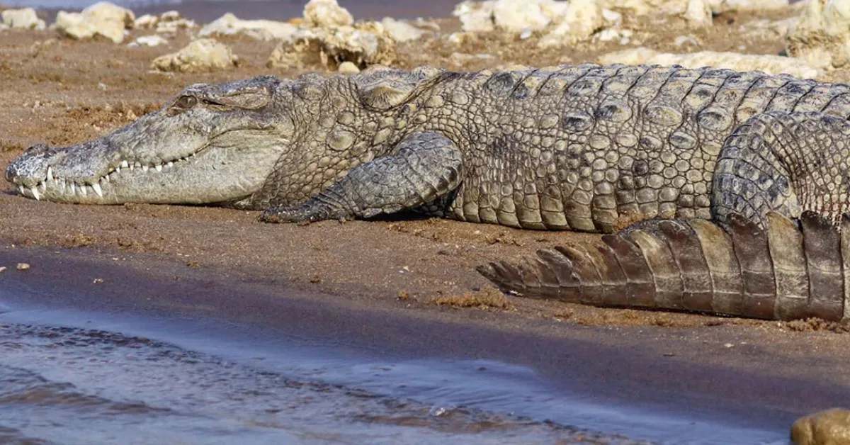 How Odisha’s Rivers Are Welcoming Back 84 Crocodiles After Years of Conservation Efforts