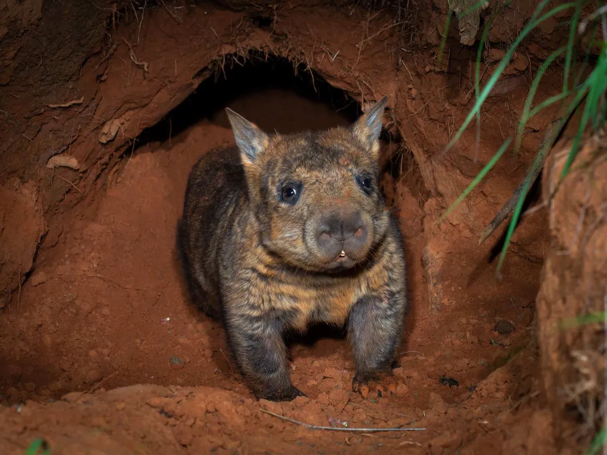 A northern hairy-nosed wombat pokes its head out of a burrow in Queensland, Australia
