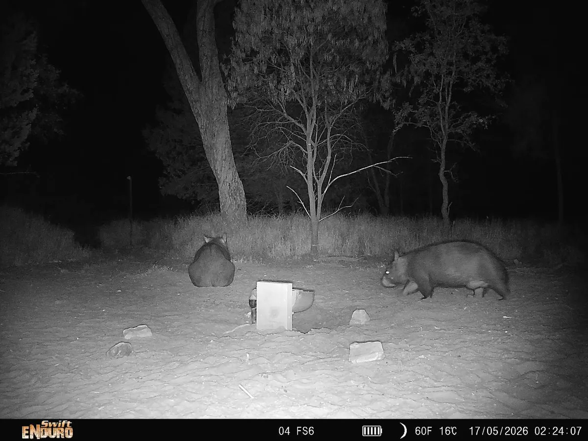 On a black and white still from a night-vision camera, two wombats are spotted, one with a slumping belly