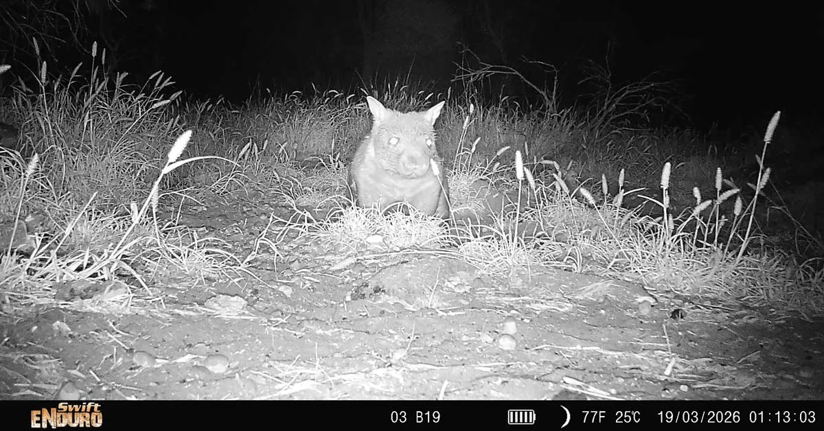 Trail cameras spot one of the world's rarest mammals — with a baby in its pouch