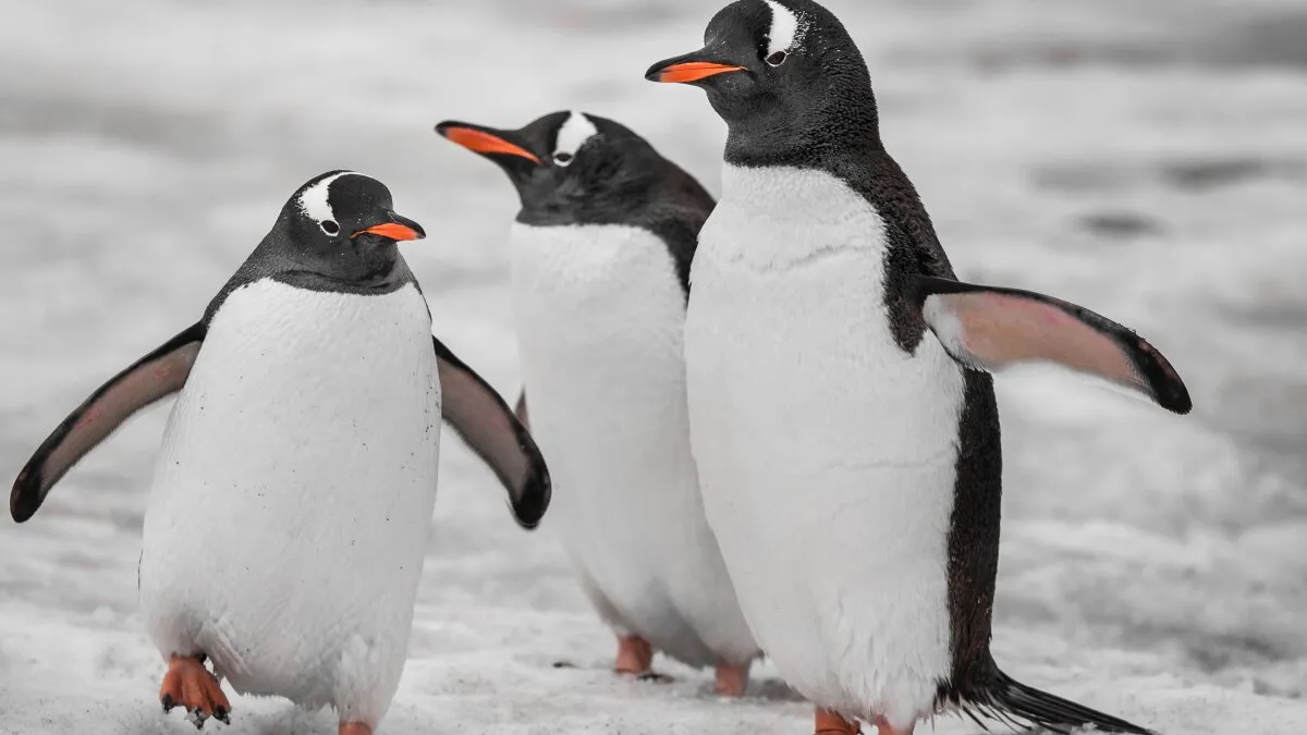 Penguin-inspired material can switch between heating and cooling modes