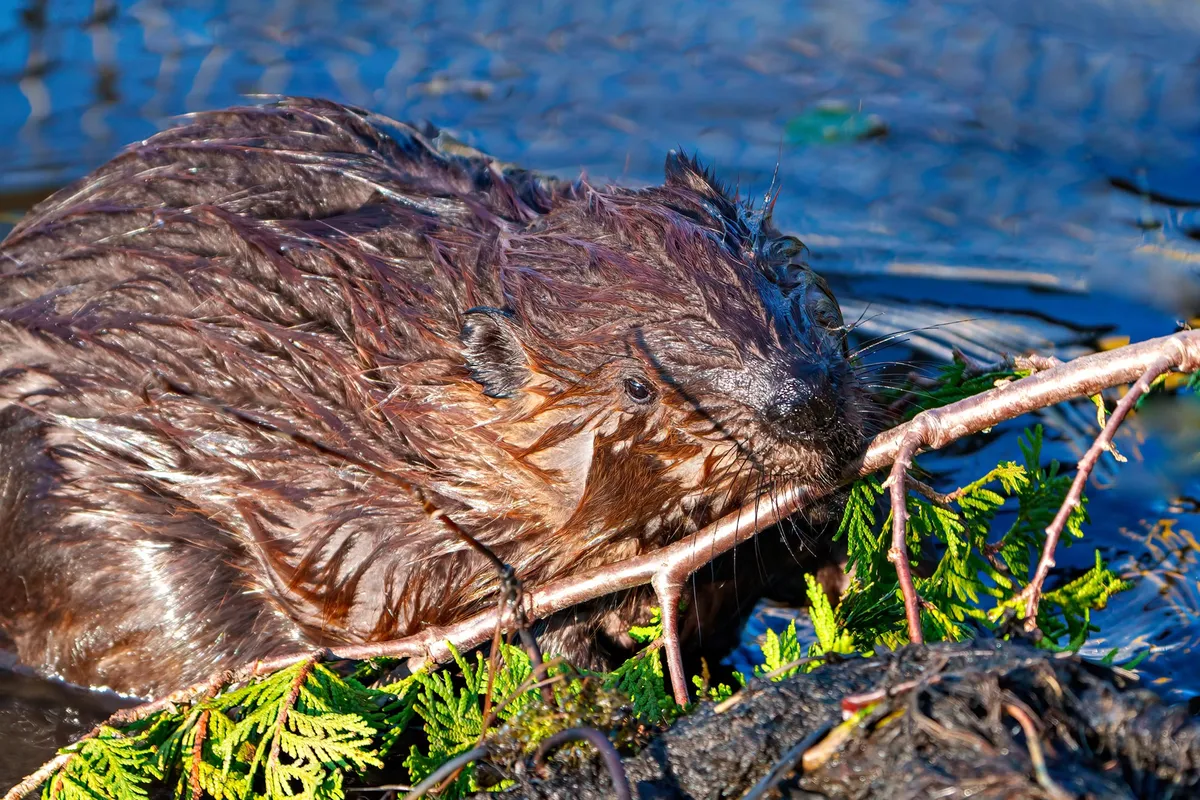 Beavers Turn Rivers Into Powerful Carbon Sinks, Study Finds