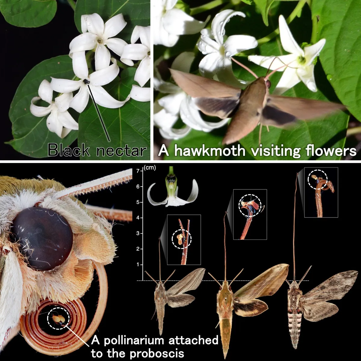 Japan's Black-Nectar Flowers Had a Secret Nightlife. Moths Were Involved.