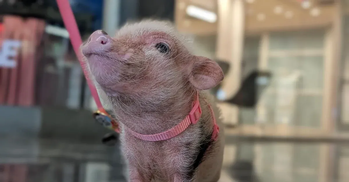 This 'crisis intervention therapy pig' is helping DC's homeless: 'We have to think outside the box'