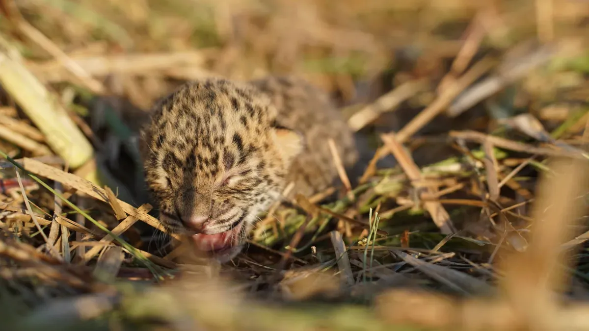 Indian Leopards Are Thriving Thanks to an Unlikely Nursery: Sugarcane Fields