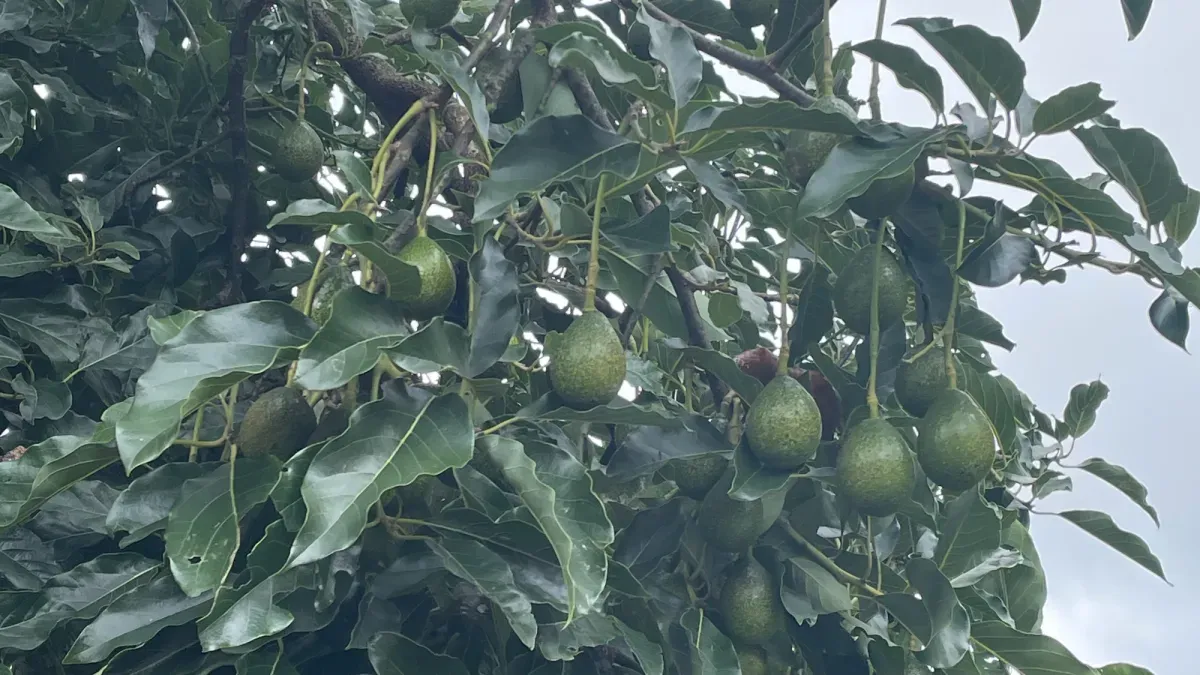 Humans packed avocados before migrating across the Americas 5,000 years ago