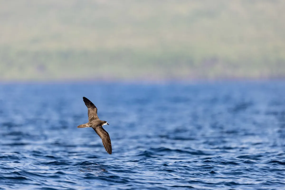 Article illustration