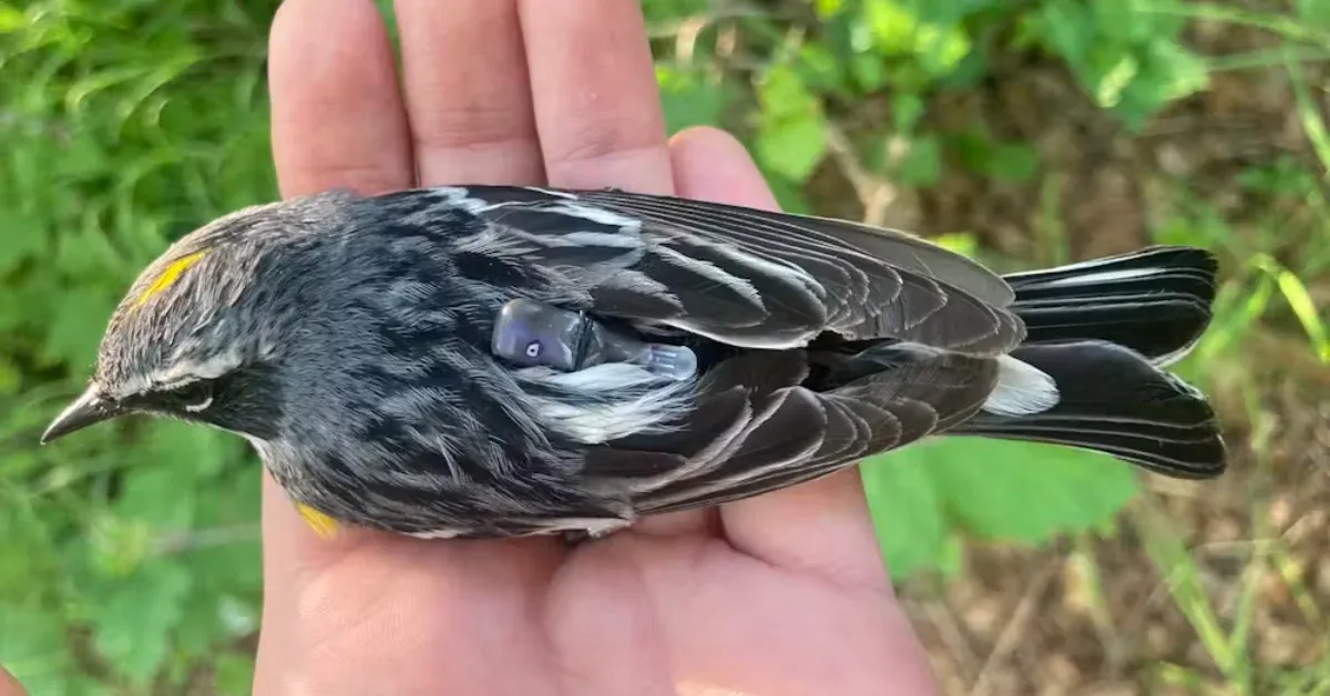 Researchers give warblers tiny backpacks to learn more about bird migration