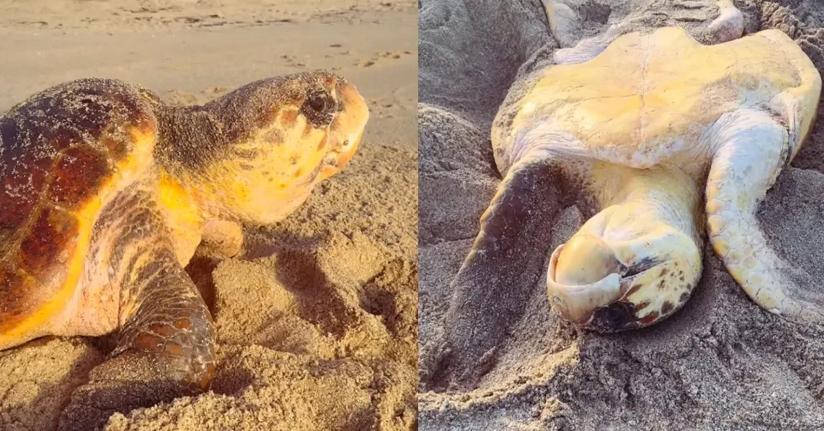 Florida Runner Finds Flipped Sea Turtle, Calls Husband for Backup