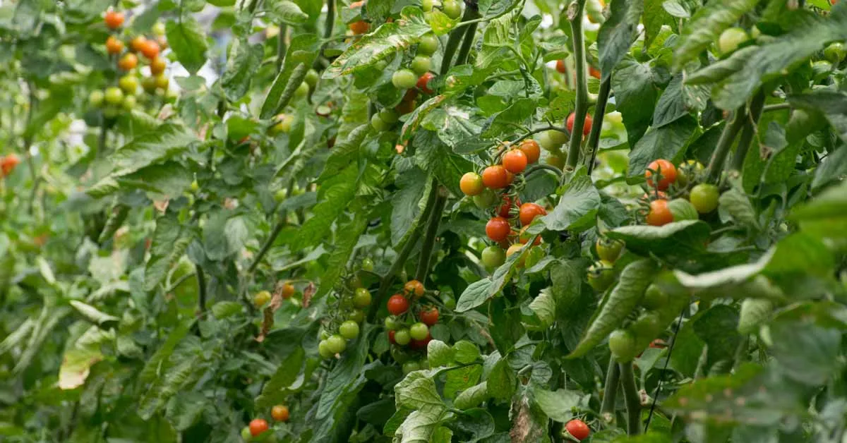 Farmers skip irrigation, save thousands of liters, grow tastier vegetables