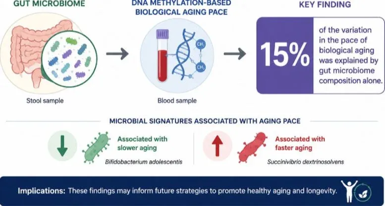 Graphic Illustration of Gut Microbiome and Aging