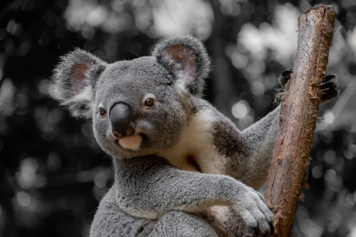 Australia's New National Park is a 13-Year Win for Koalas