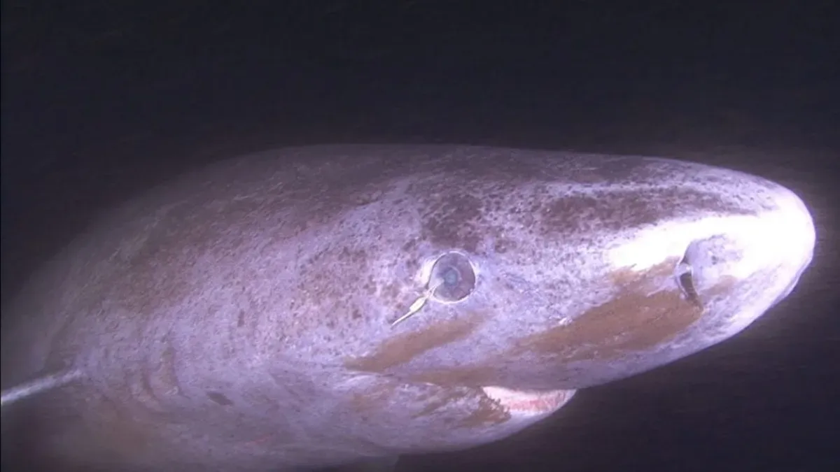 Greenland Shark Eyes Unlock Secrets to Eternal Human Sight