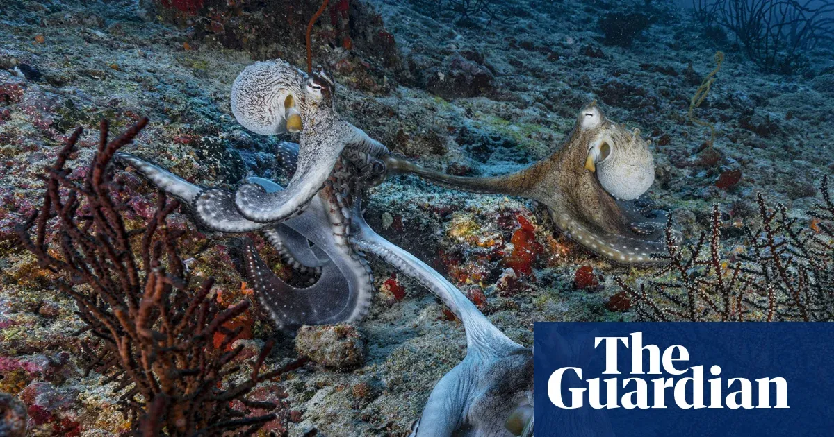 Male Octopuses Use a Special Arm to Find Love (and Progesterone)