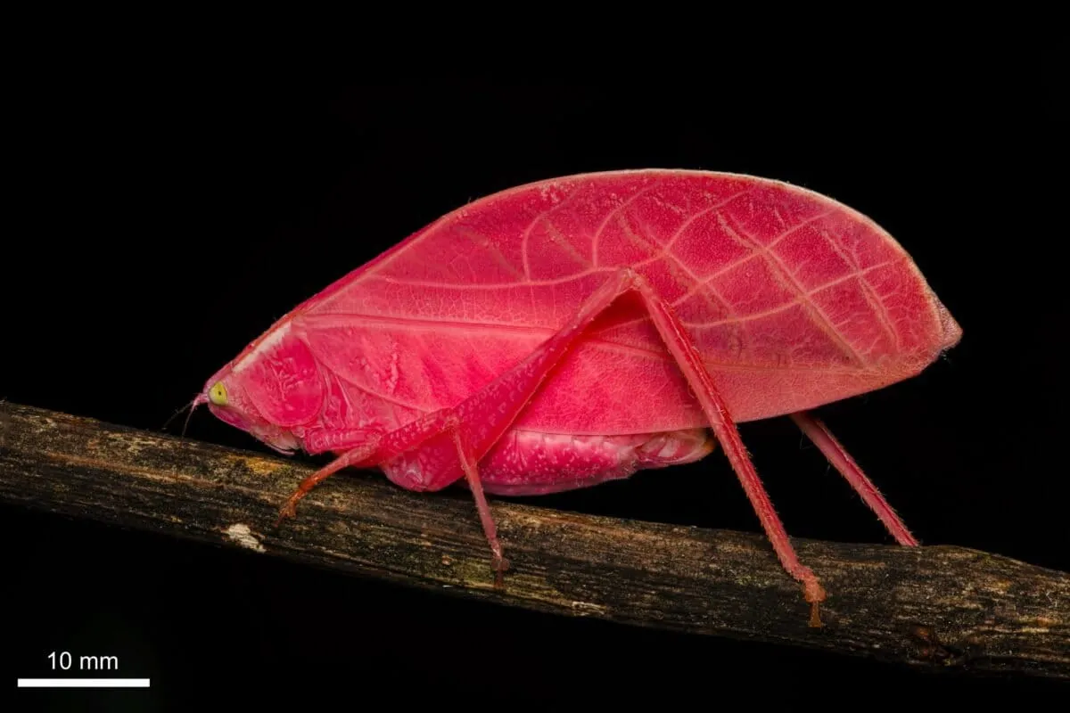 Researchers find ‘remarkable’ hot-pink insect in Panama rainforest