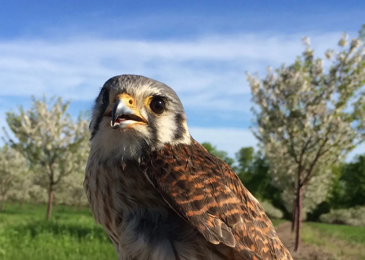 Michigan cherry farmers recruit falcons for pest control and food safety