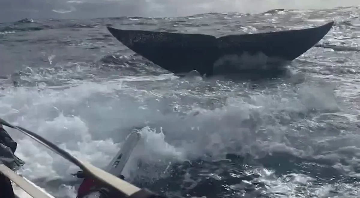 Rowing Team’s Breathtaking Face-to-Face with Whale Caught on Film While Crossing Atlantic (WATCH)