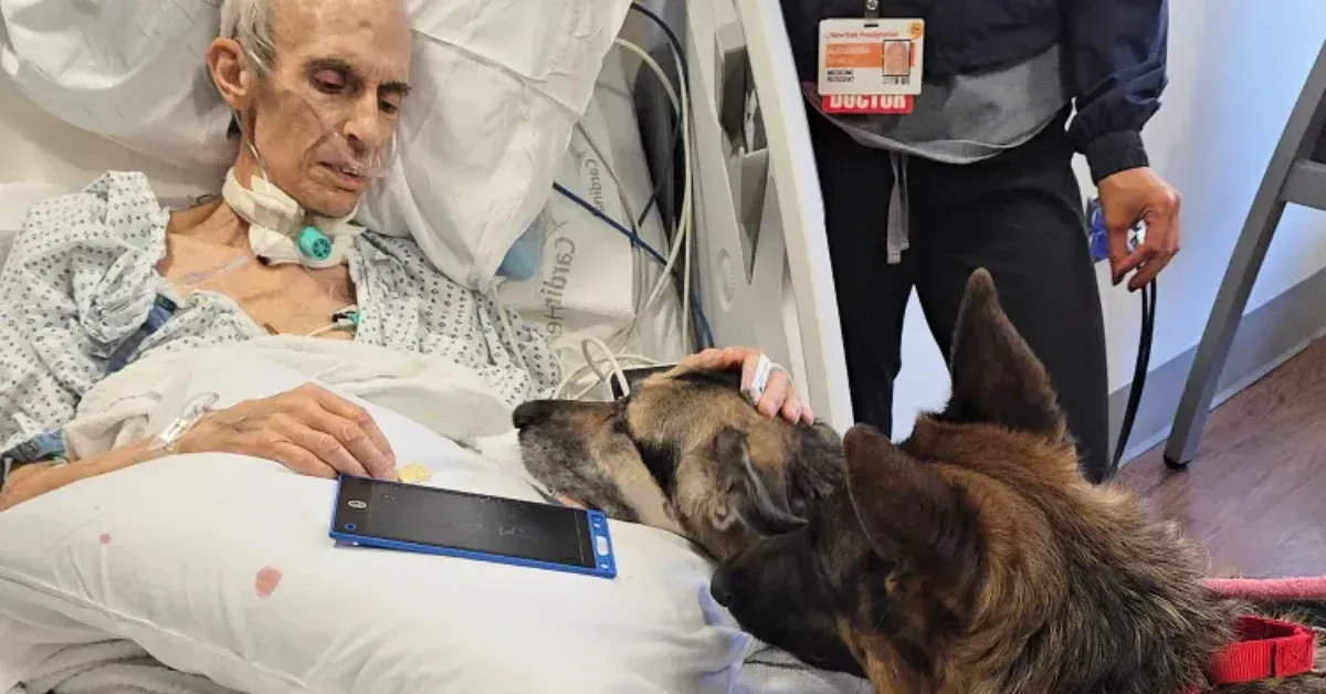 A man's final wish from his hospital bed: 'Find my dogs a forever home'