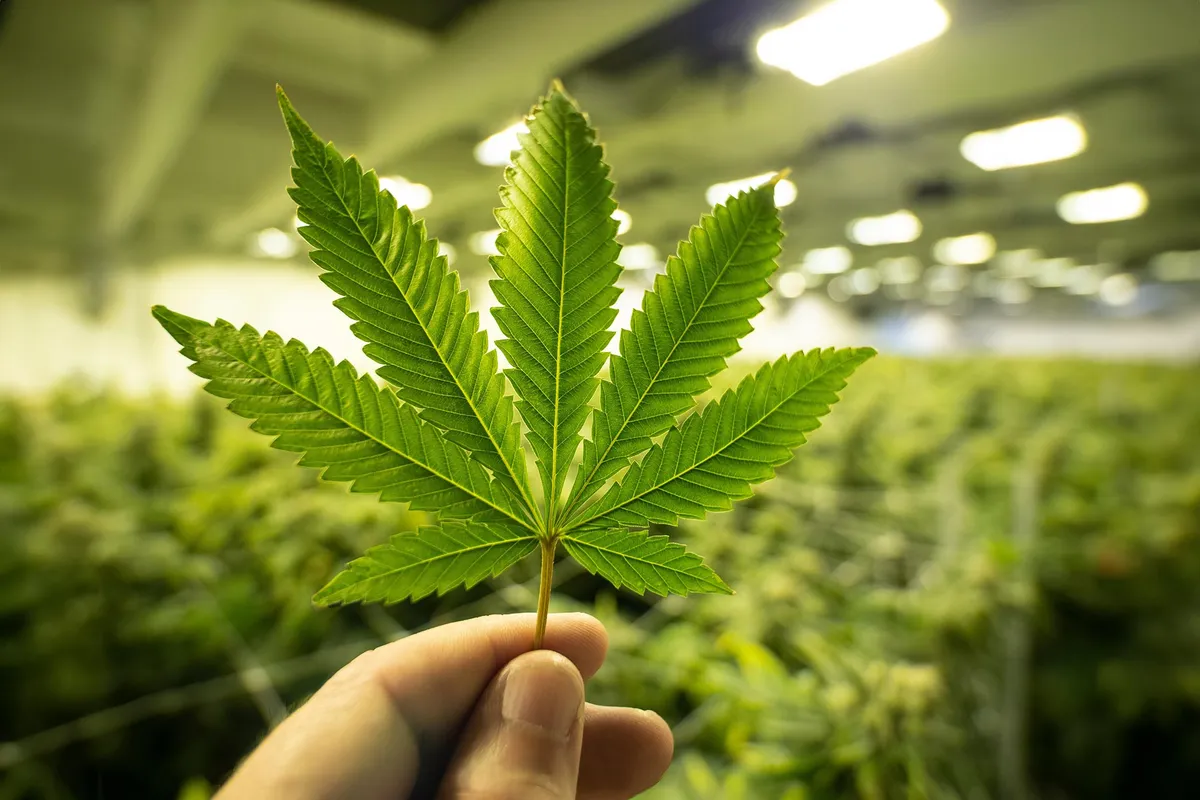 Has science finally unlocked the ancient secrets of cannabis?