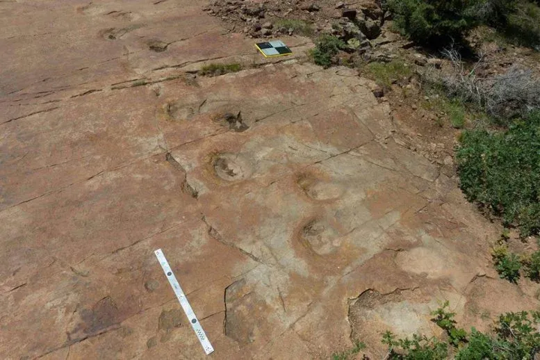 Sauropod fossil footprints at West Gold Hill